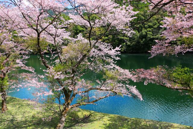 水辺の桜