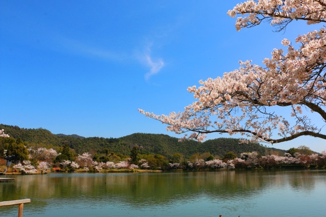 大覚寺春