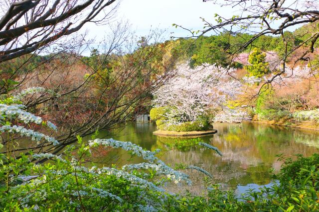 竜安寺春