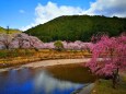 川沿いの桜