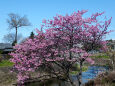 久々利川の桜-3