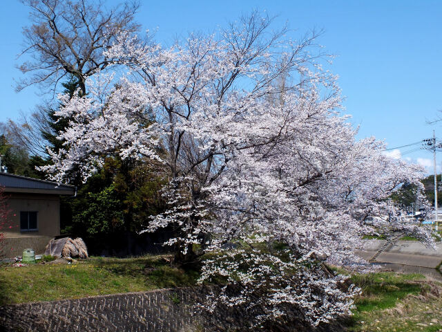 久々利川の桜-4