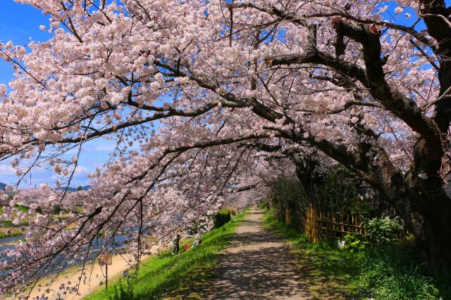 鴨川桜のトンネル