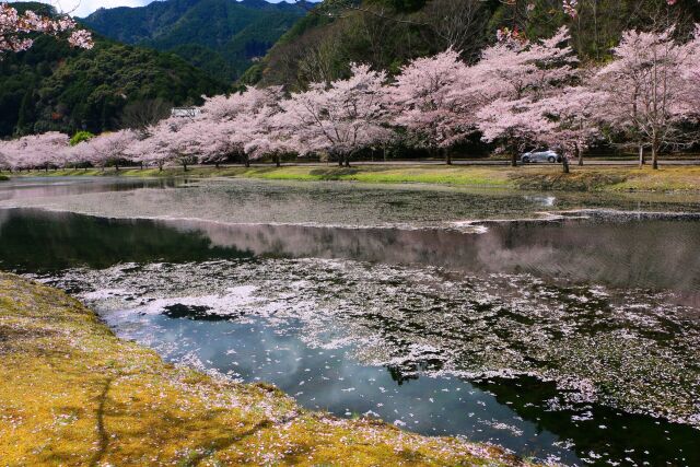 花いかだ