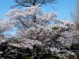 久々利川の桜-1