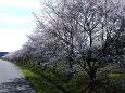 久々利川の桜-4