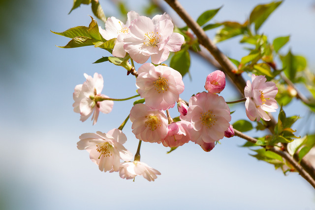 八重紅大島桜