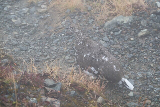 白馬岳の雄雷鳥4