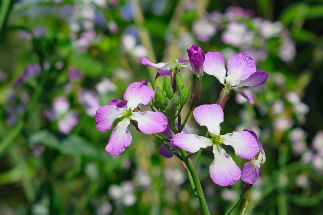 大根の花