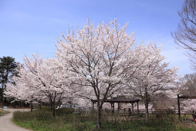 まんのう公園