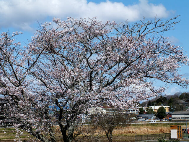 久々利川の桜-5