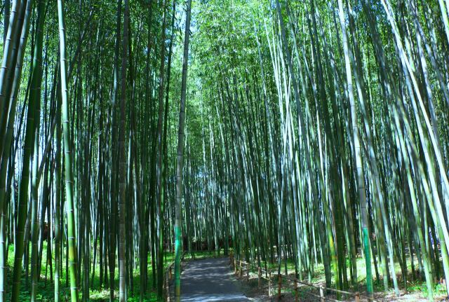 嵯峨野竹林春