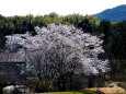 久々利川の桜-1