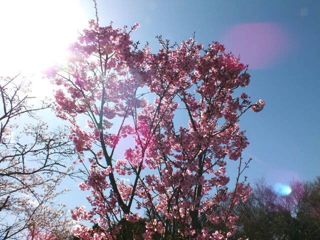 久々利川の桜