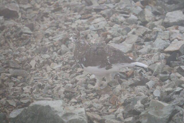 小蓮華山の雌雷鳥4