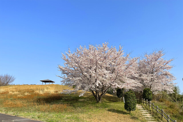 桜の季節 12