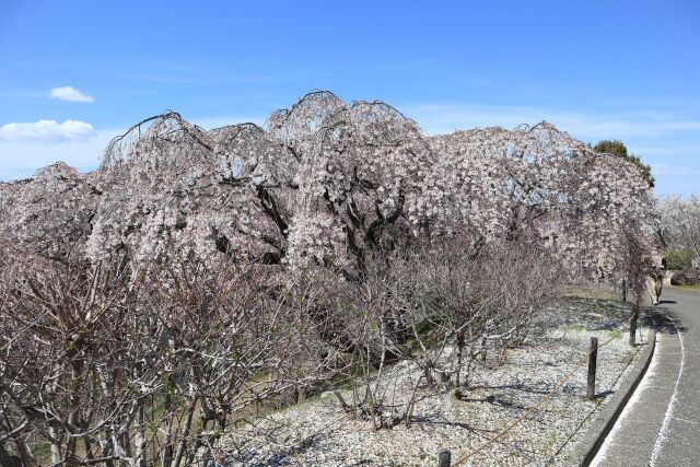 散り始めた垂れ桜