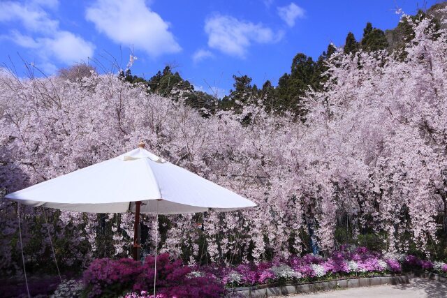 ゆうかの里の垂れ桜-1