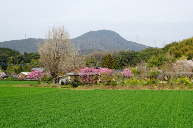 里に訪れた春