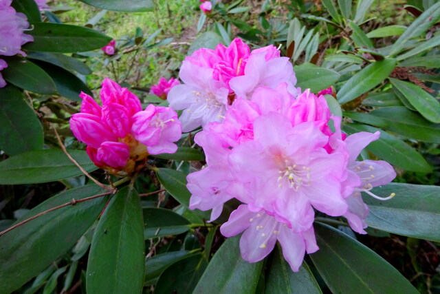 可愛いシャクナゲの花