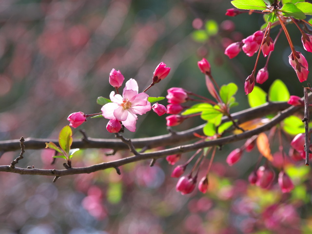 花海棠