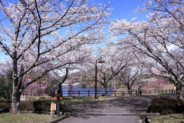 空港公園の桜