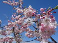 八重紅しだれ桜