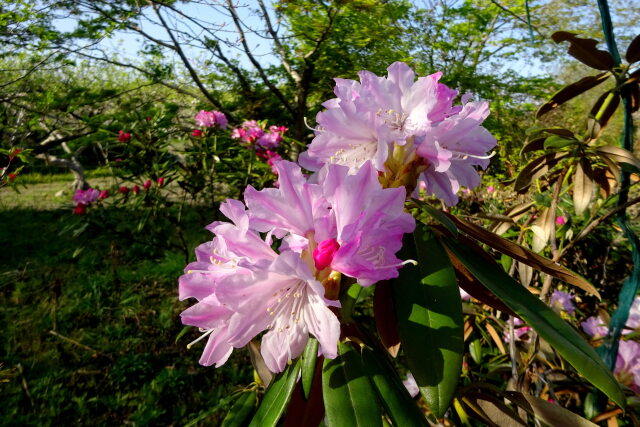 さわやかシャクナゲの花