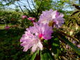 さわやかシャクナゲの花