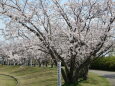 花は桜木 人は武士 2022年