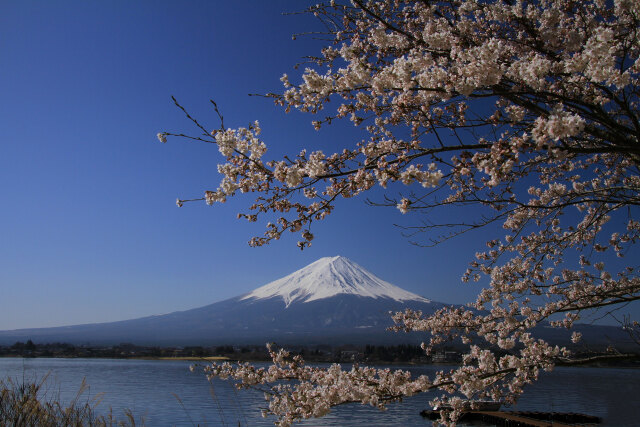 桜&富士山