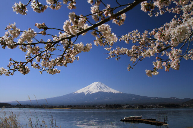 富士山に桜