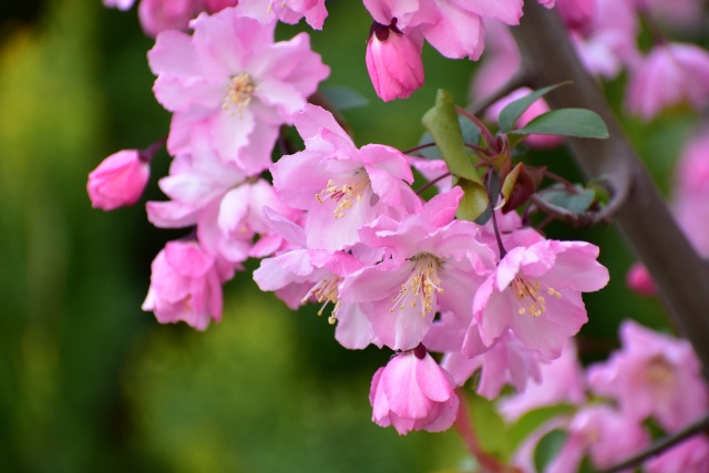 花海棠