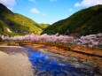 川沿いの桜