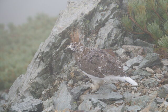 小蓮華山の雌雷鳥6