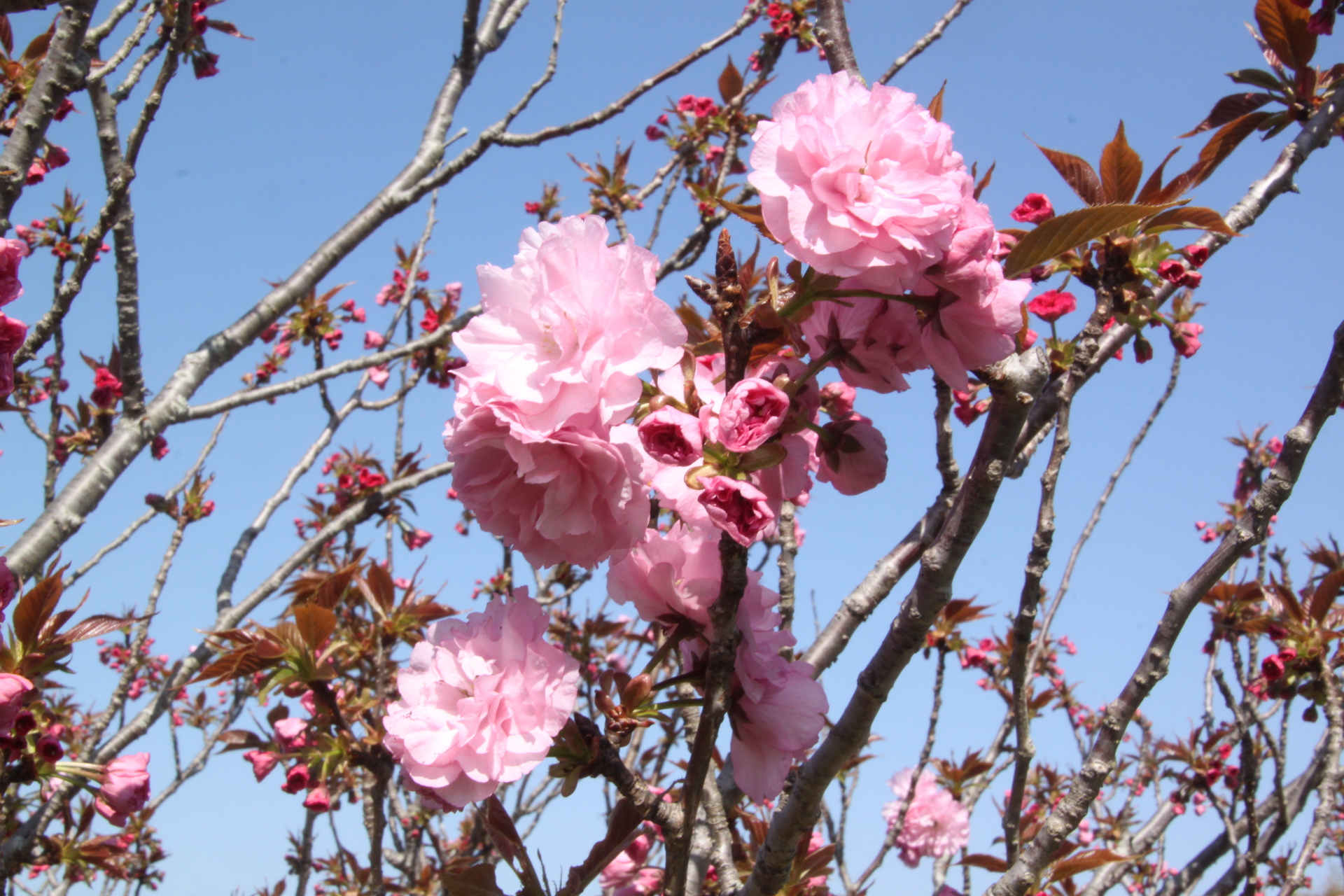 花 植物 牡丹桜 壁紙19x1280 壁紙館