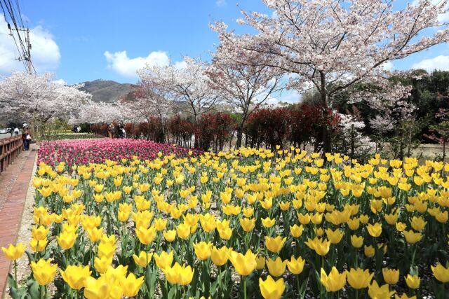 チュリップに桜