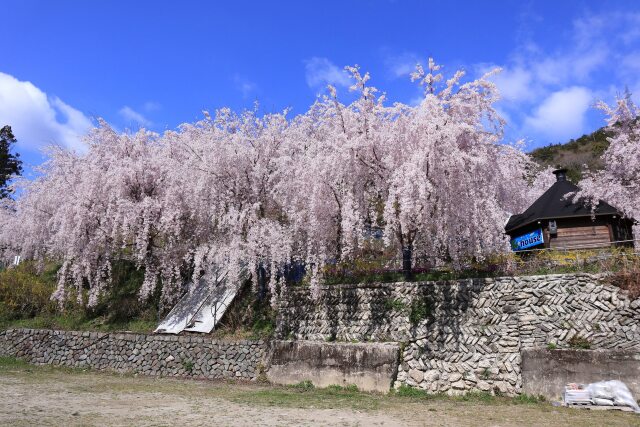 ゆうかの里の垂れ桜-2