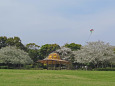 満開の大島桜