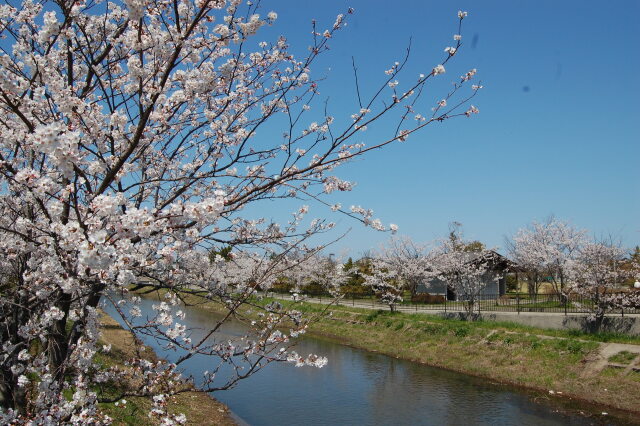 川辺の桜 2022年