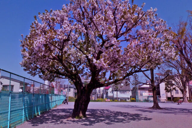 公園の桜