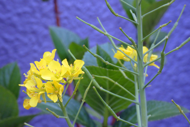 菜の花