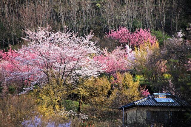 山里の春