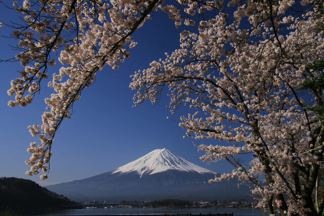 桜に覆われた富士山