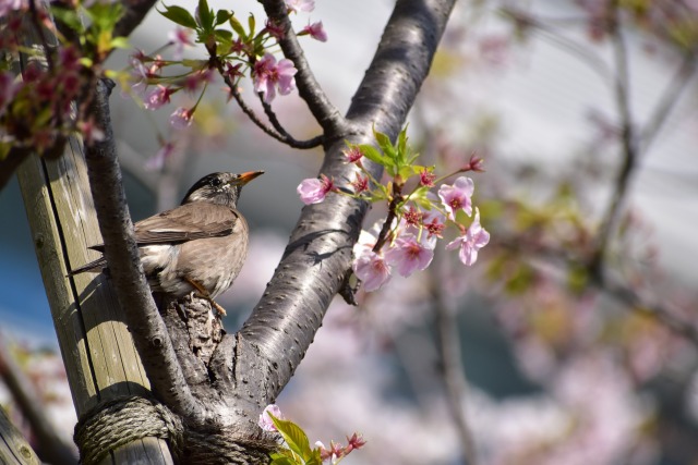 名残の桜とムクドリ