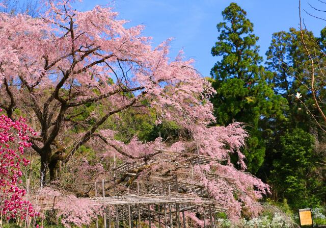 京都府立植物園春