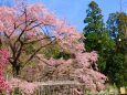 京都府立植物園春