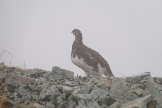 小蓮華山の雌雷鳥7