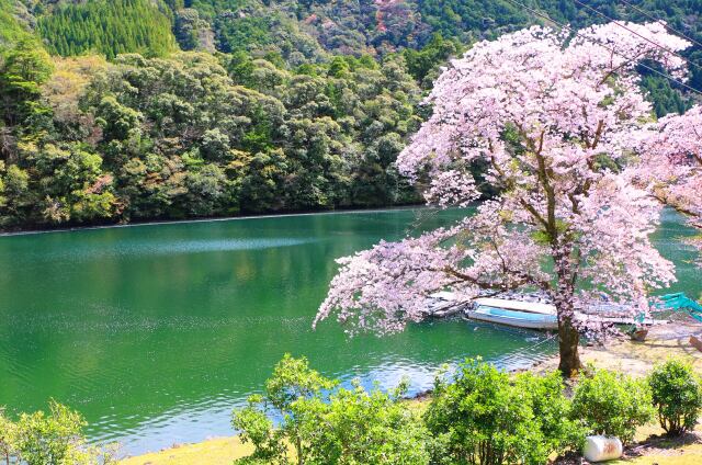 ダム湖と桜