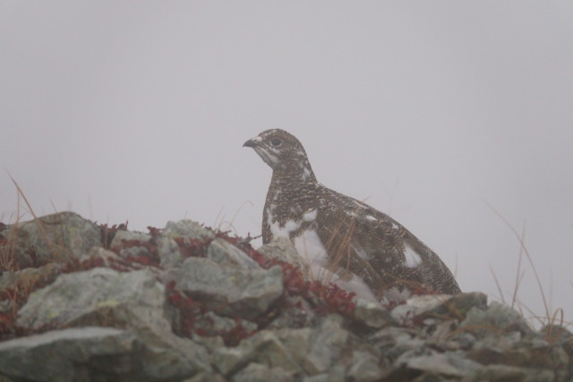 小蓮華山のチビ雷鳥